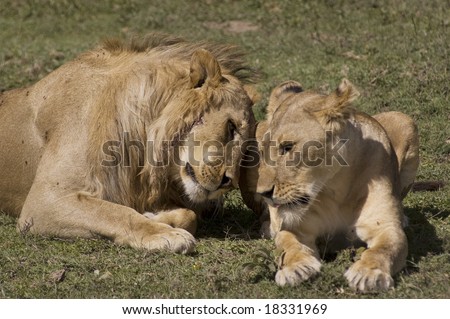 Lion couple in love - Safari in the Serengeti National Park - Tanzania