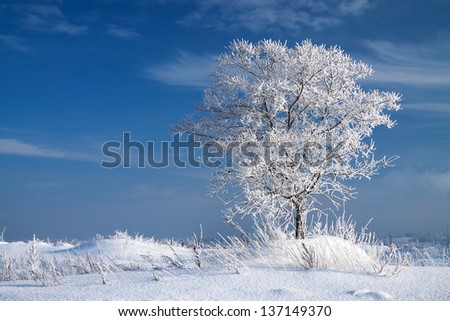 winter landscape with a lonely tree