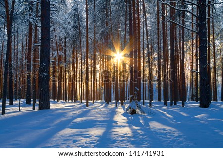 Winter Landscape With A Coniferous Forest In Beams Of The Sunset