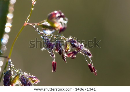 the grass in drops of dew glints in the sun