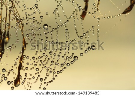 background from a web with drops of dew glinting in the sun