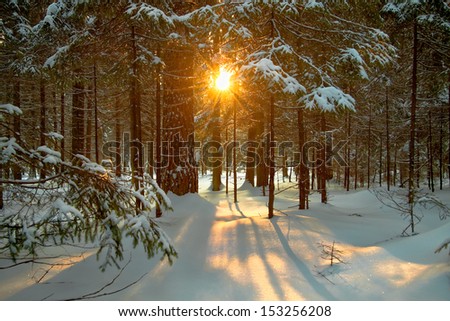 beautiful winter landscape with the forest and the sun