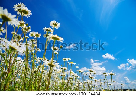 Beautiful Summer Rural Landscape With A Blossoming Meadow And The Blue Sky