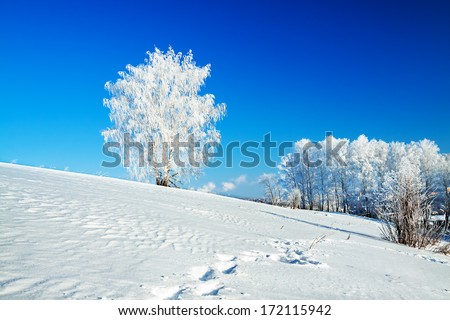 beautiful winter landscape with a lonely tree and the blue sky