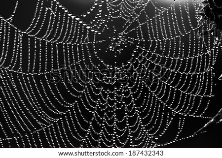 abstract black and white background from a web with water drops