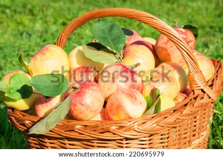 crop of red juicy apples in basket,thanksgiving holiday