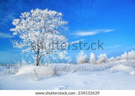 beautiful rural winter landscape with a one tree and the blue sky