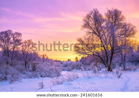 beautiful winter landscape with sunset and the  forest