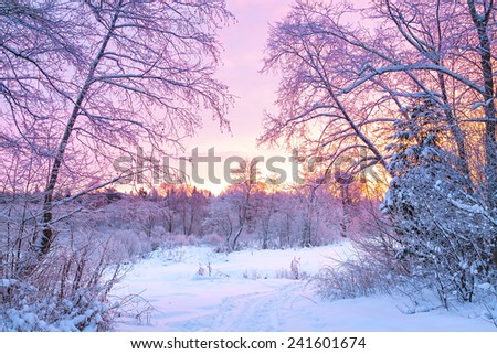 beautiful winter night landscape with sunset in the forest