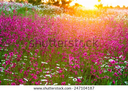the summer  landscape with  flowers on a meadow and  sunset