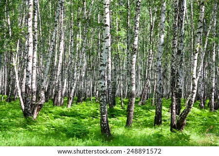 the summer landscape with the birches forest