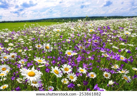 beautiful summer landscape with the blossoming meadow with flowers