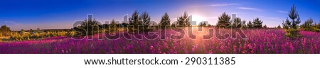 beautiful summer landscape with the blossoming meadow, sunrise.panorama