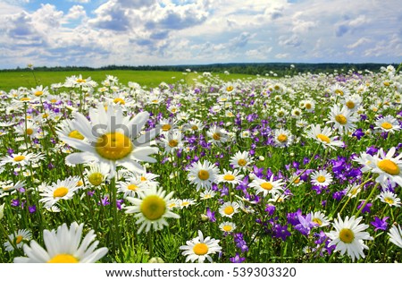 beautiful summer landscape with blossoming meadow and flowers