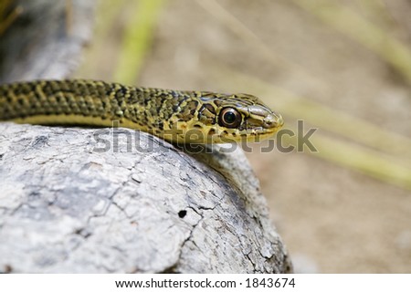 This is a medium-sized snake with a head that is not very distinct from the body. The anterior part of the body has a row of dark brown, round spots