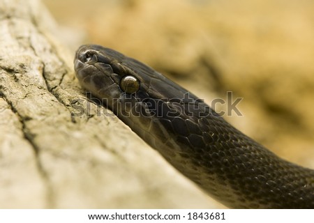 The African House Snake is small to medium-sized colubrid snake from Africa.   Although it is commonly called the \
