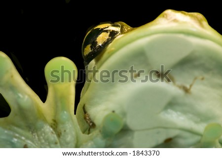 The Amazon Milk Frog (Trachycephalus resinifictrix formerly Phrynohyas resinifictrix) is a large species of arboreal frog native to South America.