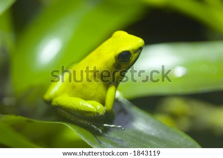 The poison dart frog, poison arrow frog, dart frog or poison frog, is the common name given to the group of frogs belonging to the family Dendrobatidae.
