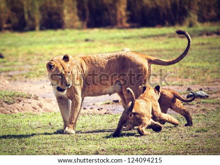 Small lion cubs with mother on savannah. Ngorongoro crater in Tanzania, Africa.