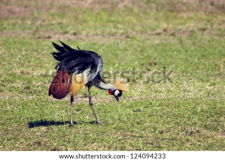Grey Crowned Crane. The national bird of Uganda, it appears in its coat of arms. Photo taken in Tanzania, Africa.