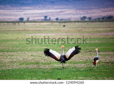 Grey Crowned Crane. The national bird of Uganda, it appears in its coat of arms. Photo taken in Tanzania, Africa.