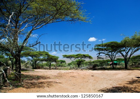 Savanna landscape, acacia trees in Africa, Serengeti, Tanzania.
