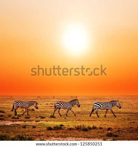 Zebras Herd On Savanna At Sunset, Africa. Safari In Serengeti, Tanzania
