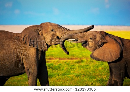 Elephants playing with their trunks on African savanna. Safari in Amboseli, Kenya, Africa