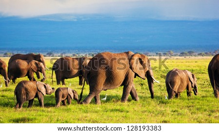 Elephants Family And Herd On African Savanna. Safari In Amboseli, Kenya, Africa