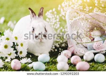 Rabbit sitting next to Easter decorations. Easter, traditional Christian holiday. Symbol of spring.