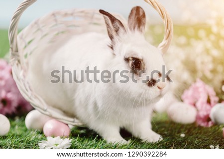 Bunny hopping out of Easter basket on the grass. Easter Christian traditions, spring holiday.