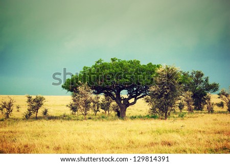 Savanna landscape in Africa Serengeti Tanzania Kigelia called Sausage Tree Savanna landscape in Africa Serengeti Tanzania Kigelia called Sausage Tree