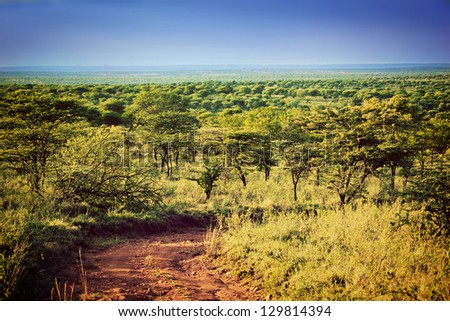 Serengeti savanna landscape with road in Tanzania, Africa.