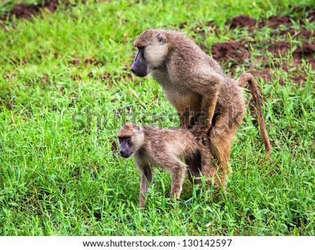 Baboon monkeys during copulation. Safari in Tsavo West, Kenya, Africa