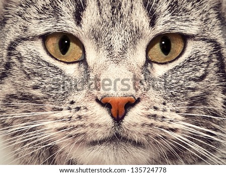 Cute cat face close up portrait. Looking straight at the camera