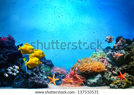 Underwater scene. Coral reef, colorful fish groups and sunny sky shining through clean ocean water. Space underwater for you to fill or just use standalone. High res