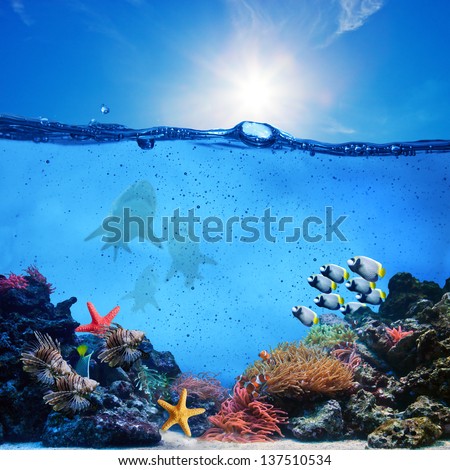 Underwater scene. Coral reef, colorful fish groups, sharks and sunny sky shining through clean ocean water. High res