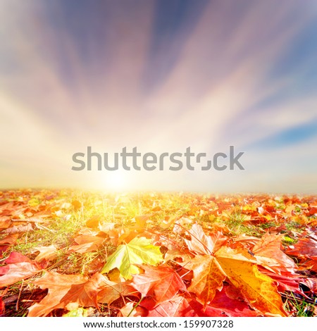 Autumn, fall landscape. Colorful leaves, sunset sunny sky. Perfect for background