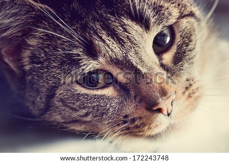 Cute cat lying in lazy, sleepy pose looking at the camera with its magnetic eyes. Close portrait, warm light