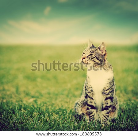 Cute cat sitting on green spring grass on sunny day. Vintage, retro style