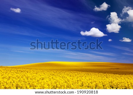 Spring field of yellow flowers, rape. Blue sunny sky. Landscape backgrounds