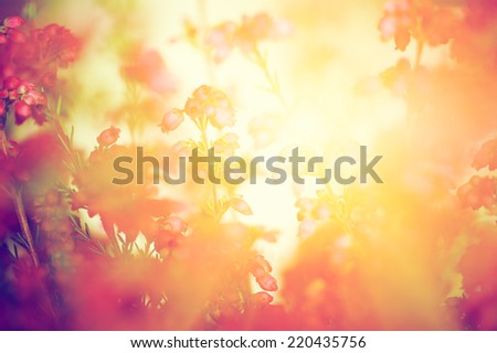 Heather flowers on a fall, autumn meadow in shining settng sun that gives warm mood. Vintage retro style.