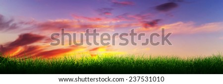 Green grass on sunset sunny sky, nature theme. Panorama or banner