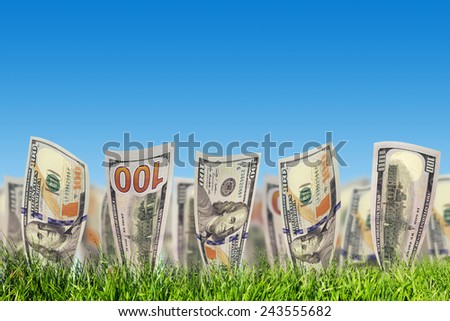 One hundred dollar banknotes growing from green grass. Concepts for business, investing, profit, money saving,