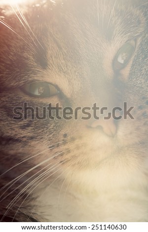 Cute cat close-up portrait. Sleepy, happy time. Adorable kitten series.