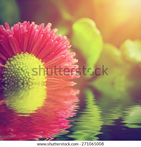 Fresh spring daisy flower in water. Nature background, spa, zen concept.