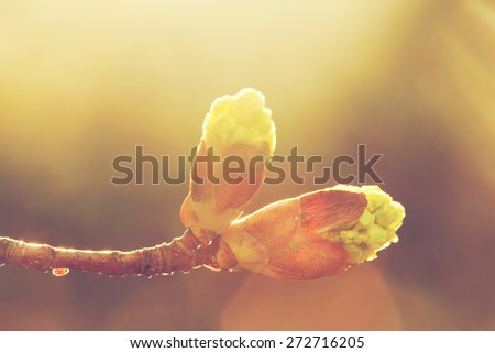 Blooming spring bud in morning light. Sunny nature background
