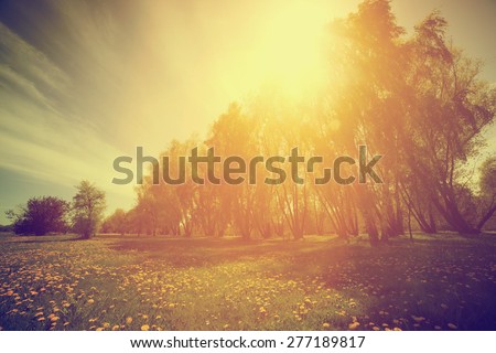 Vintage nature countryside. Spring sunny park, trees and dandelions