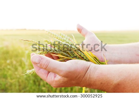 Fresh green cereal, grain in farmer\'s hands. Agriculture, harvest concept. Wheat, rye field.
