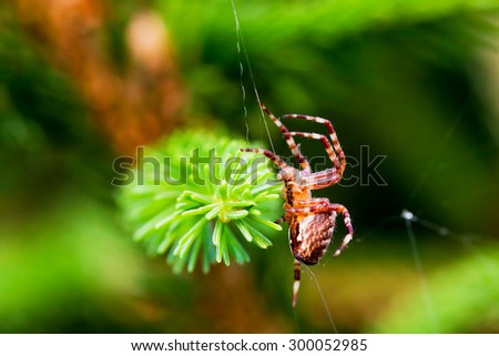 European garden spider called cross spider. Araneus diadematus species. Close-up
